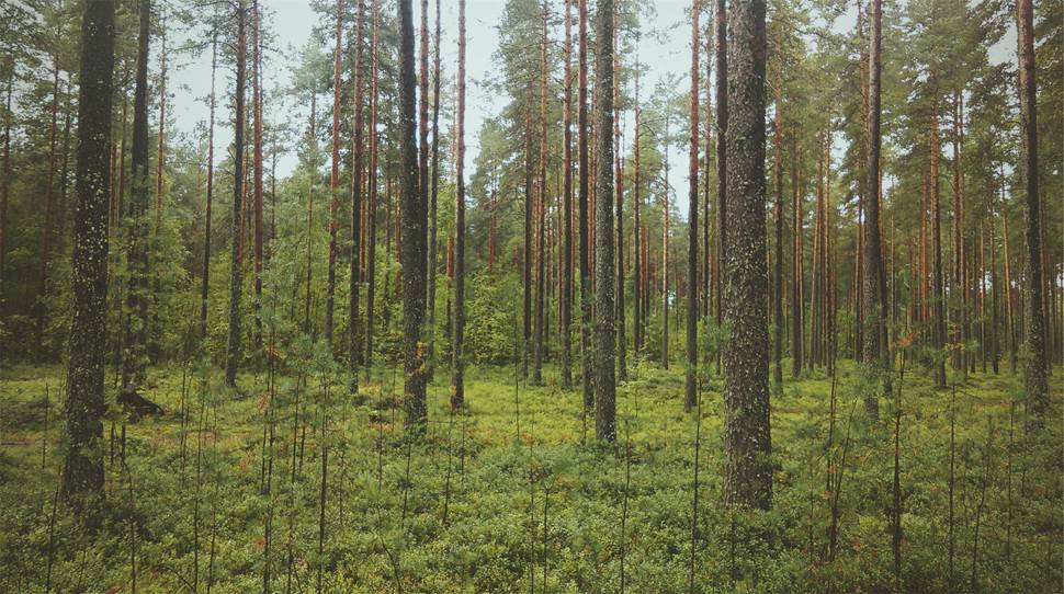 垂直に立ち並ぶ森の木々を撮影した綺麗な写真