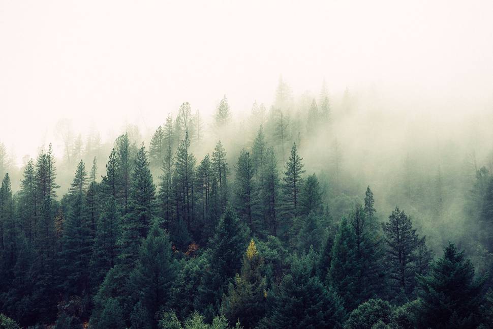 霧で白んだ森の爽やかなイメージの写真