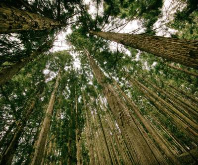 広角レンズでアオリで撮影された木々の写真