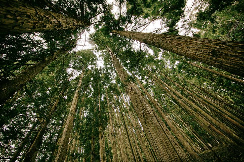 広角レンズでアオリで撮影された木々の写真