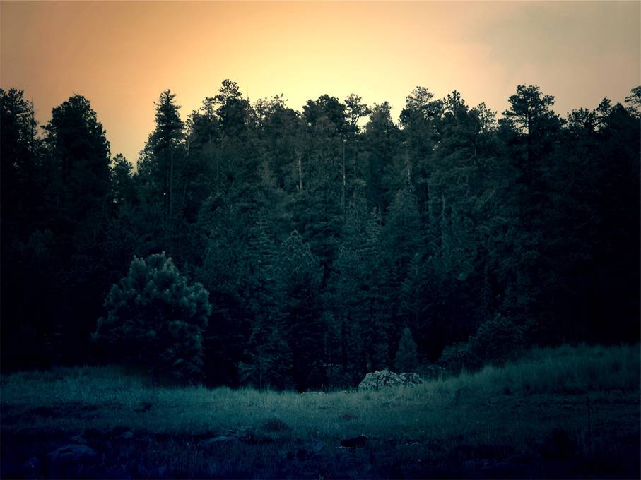 夕暮れ時の深い森を撮影したクールな写真