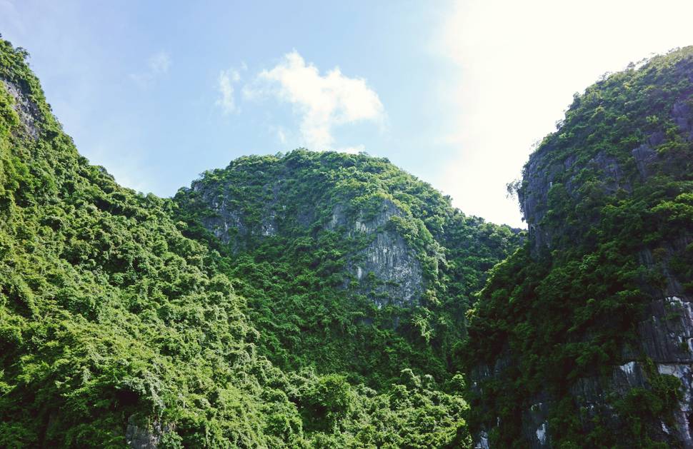 木々が覆い尽くす巨大な岩山の美しい写真