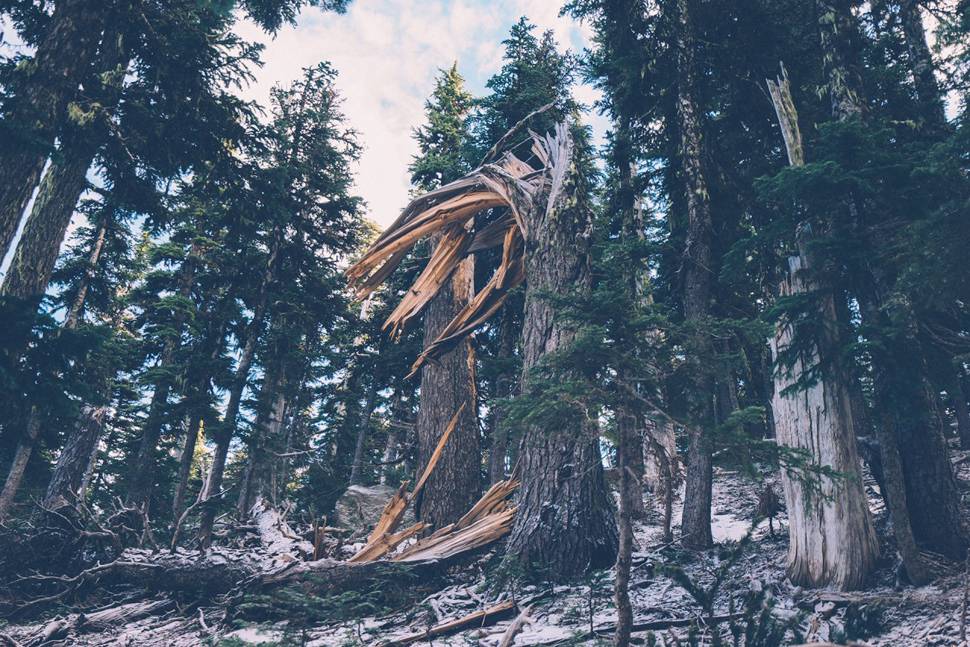 ネジ曲がって折れた森の木の荒々しい写真