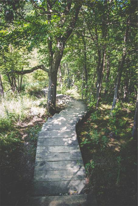 森の中の木製の階段を撮影した爽やかな写真