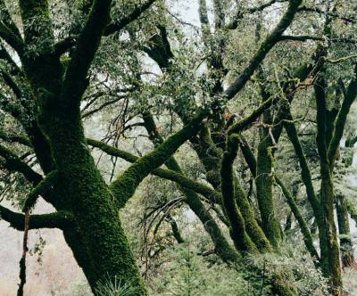 苔むせた森の木々のクローズアップの写真