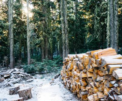 冬の森と綺麗に積まれた薪のある風景の写真