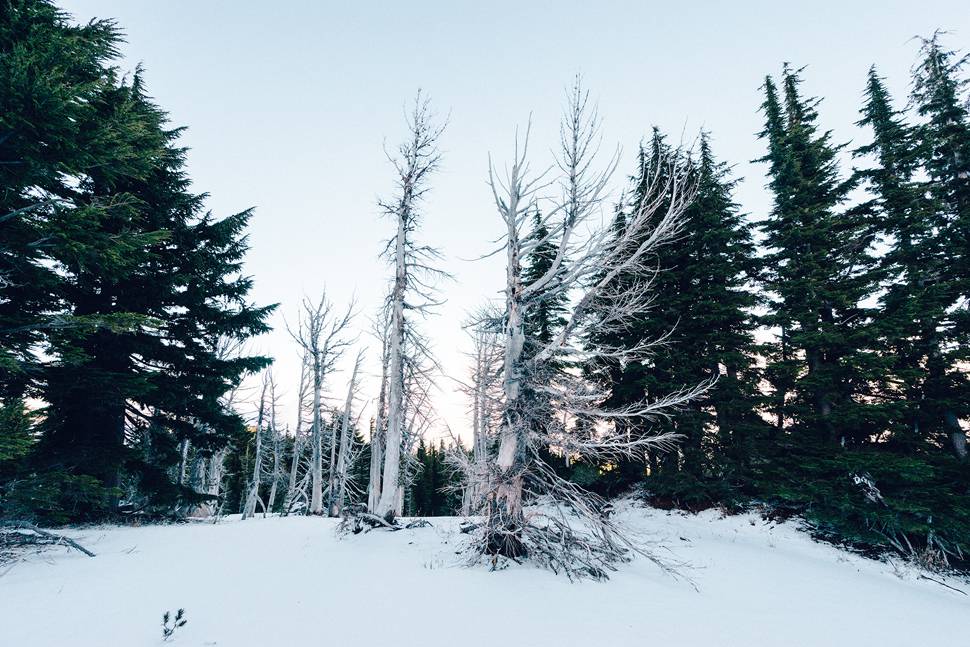 凍りついたように雪で白く染まった森の木の写真
