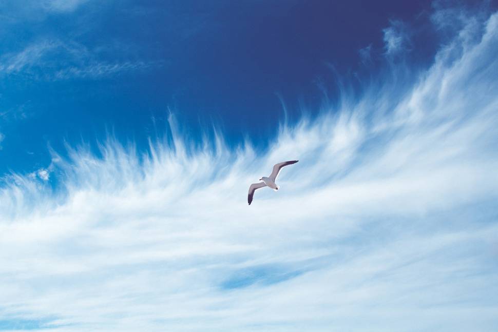 大きな翼で空を飛ぶかもめの清々しい写真