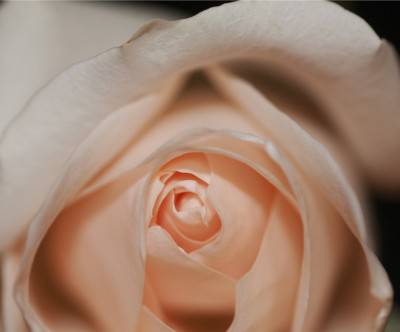 photo-flower-pink-rose-closeup