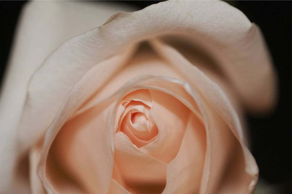 ピンクの薔薇の花弁の超クローズアップの写真
