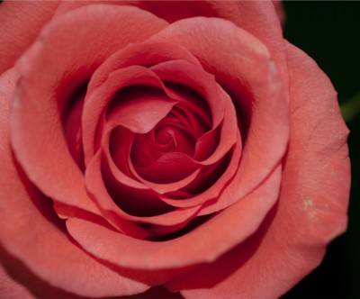 真っ赤なバラの花弁のインパクトのある写真