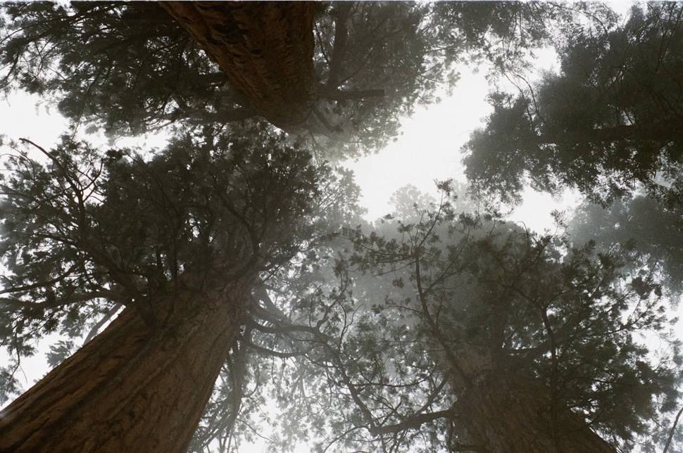 霞がかった森の木々をアオリで撮影した写真
