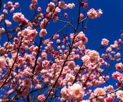 ピンクの梅の花と青空の美しい写真