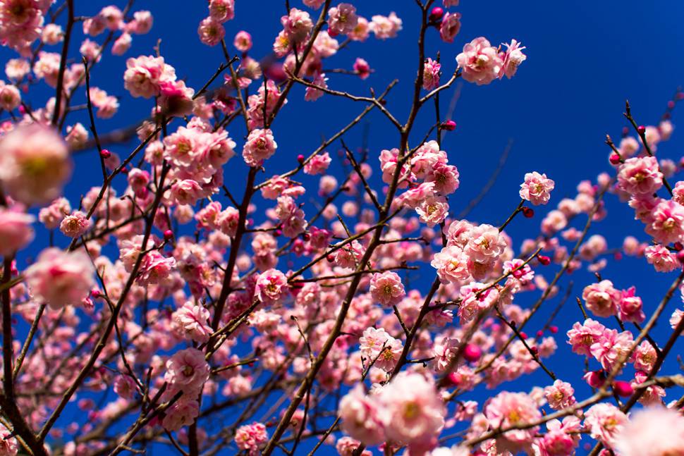 ピンクの梅の花と青空の美しい写真