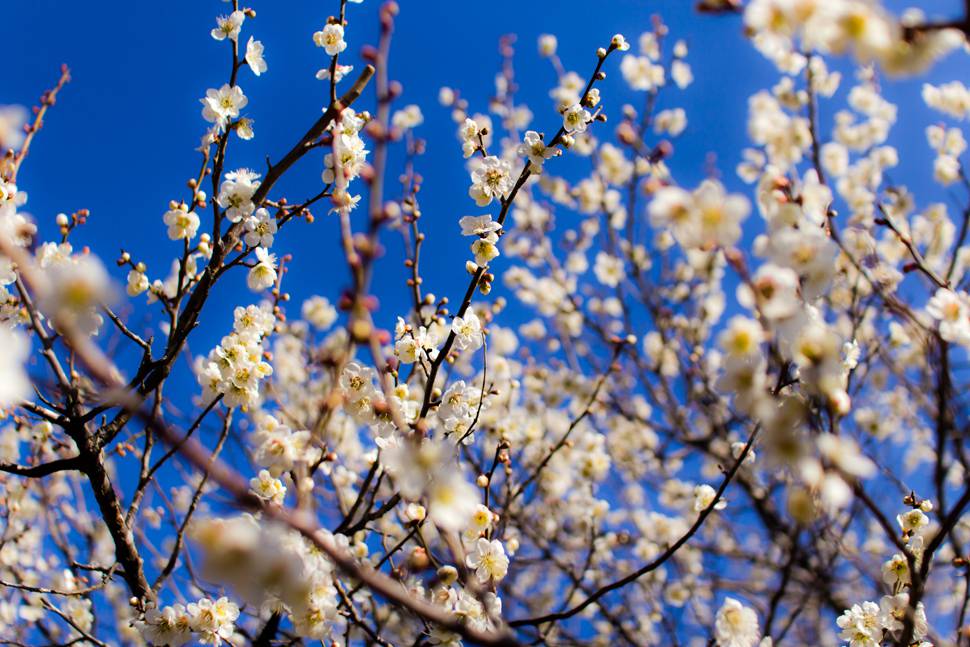 白い梅の花をアップで撮影した綺麗な写真