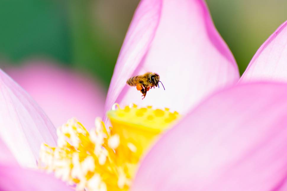 花の蜜を集めて飛ぶ蜂の綺麗で可愛い写真