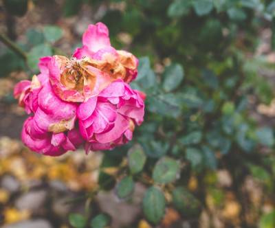 枯れかけて乾燥した薔薇の花の綺麗な写真