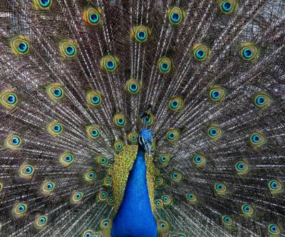 羽を広げた孔雀のクローズアップの綺麗な写真