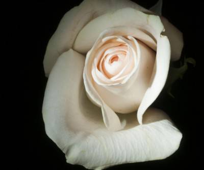 暗闇の中の白い薔薇をライティングした写真