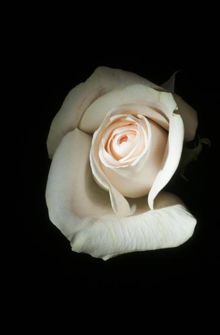 暗闇の中の白い薔薇をライティングした写真