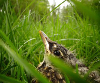 草の中の鳥のヒナの可愛い写真