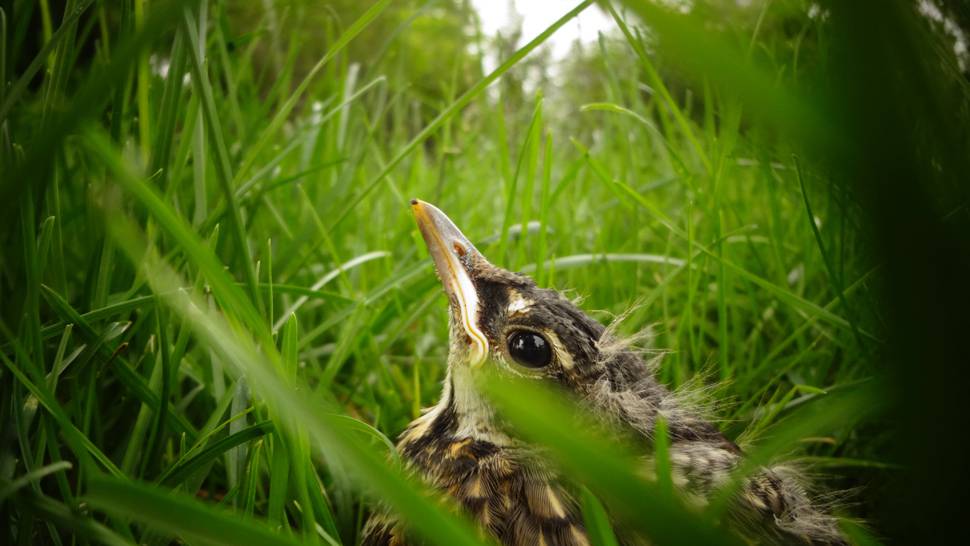 草の中の鳥のヒナの可愛い写真